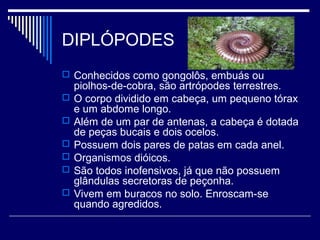 DIPLÓPODES
 Conhecidos como gongolôs, embuás ou
    piolhos-de-cobra, são artrópodes terrestres.
   O corpo dividido em cabeça, um pequeno tórax
    e um abdome longo.
   Além de um par de antenas, a cabeça é dotada
    de peças bucais e dois ocelos.
   Possuem dois pares de patas em cada anel.
   Organismos dióicos.
   São todos inofensivos, já que não possuem
    glândulas secretoras de peçonha.
   Vivem em buracos no solo. Enroscam-se
    quando agredidos.
 