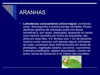 ARANHAS
 Latrodectus curacaviensis (viúva-negra): conhecida
  como flamenguinha e aranha barriga vermelha. Possui
  abdômen globoso de coloração preta com faixas
  vermelhas e, por vezes, alaranjada; apresenta no ventre
  uma mancha vermelha em forma de ampulheta; oito
  olhos em duas filas: 4:4; fêmeas com 1 cm de tamanho;
  machos muito menores com apenas alguns milímetros
  de corpo; constroem teias tridimensionais em áreas de
  plantações, vegetação rasteira, sauveiros, cupinzeiros,
  materiais empilhados, objetos descartados, montes de
  lenha, beiras de barrancos e no interior das moradias.
 