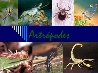 Artropodes