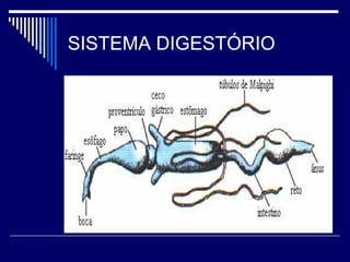 SISTEMA DIGESTÓRIO
 