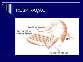 RESPIRAÇÃO
 