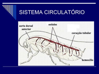 SISTEMA CIRCULATÓRIO
 