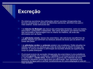 Excreção
   Os sistemas excretores dos artrópodes retiram excretas nitrogenadas das
    lacunas sangüíneas e, através de diferentes estruturas, eliminam-nos para o
    meio exterior. Estas estruturas são:

   • os túbulos de Malpighi são típicos dos artrópodes terrestres, como os insetos,
    aracnídeos, quilópodes e diplópodes. São tubos alongados que retiram excreta
    das hemoceles e descarregam-nos no interior do intestino, de onde são
    eliminados com as fezes.

   • as glândulas coxais, típicas dos aracnídeos, são estruturas saculiformes de
    parede delgada que eliminam os resíduos através de dutos que se abrem nas
    coxas das patas.

   • as glândulas verdes ou antenais existem nos crustáceos. Estão situadas na
    cabeça e eliminam os resíduos por meio de dutos que se abrem na base das
    antenas. É comum também a eliminação de excretas através da superfície do
    corpo ou pelas brânquias.

   O principal produto de excreção nitrogenada dos aracnídeos é uma substância
    chamada guanina. Em crustáceos, a amônia é o principal produto de excreção
    e, nos insetos, o ácido úrico. Ácido úrico e guanina são materiais de baixa
    toxidade e requerem pouca água para sua eliminação. Isso representa uma
    economia de água para o animal, constituindo-se em outra adaptação à vida em
    meio terrestre.
 