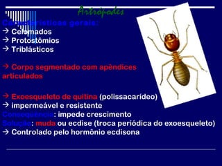 Artrópodes
Características gerais:
 Celomados
 Protostômios
 Triblásticos

 Corpo segmentado com apêndices
articulados

 Exoesqueleto de quitina (polissacarídeo)
 impermeável e resistente
Conseqüência: impede crescimento
Solução: muda ou ecdise (troca periódica do exoesqueleto)
 Controlado pelo hormônio ecdisona
 