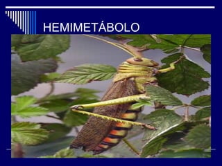 HEMIMETÁBOLO
 