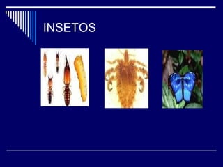 INSETOS
 