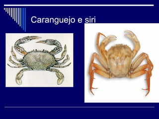 Caranguejo e siri
 