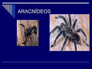 ARACNÍDEOS
 