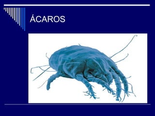 ÁCAROS
 