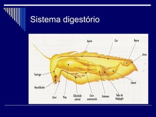 Sistema digestório
 