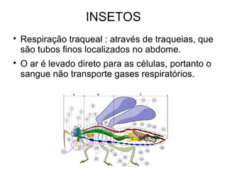 INSETOS

Respiração traqueal : através de traqueias, que
são tubos finos localizados no abdome.

O ar é levado direto para as células, portanto o
sangue não transporte gases respiratórios.
 