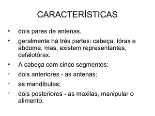 CARACTERÍSTICAS
• dois pares de antenas.
• geralmente há três partes: cabeça, tórax e
abdome, mas, existem representantes,
cefalotórax.
• A cabeça com cinco segmentos:

dois anteriores - as antenas;

as mandíbulas;

dois posteriores - as maxilas, manipular o
alimento.
 