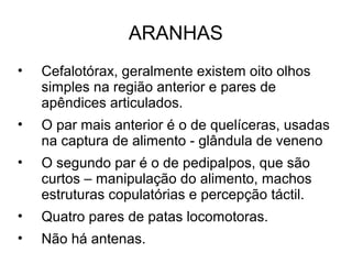 ARANHAS
• Cefalotórax, geralmente existem oito olhos
simples na região anterior e pares de
apêndices articulados.
• O par mais anterior é o de quelíceras, usadas
na captura de alimento - glândula de veneno
• O segundo par é o de pedipalpos, que são
curtos – manipulação do alimento, machos
estruturas copulatórias e percepção táctil.
• Quatro pares de patas locomotoras.
• Não há antenas.
 