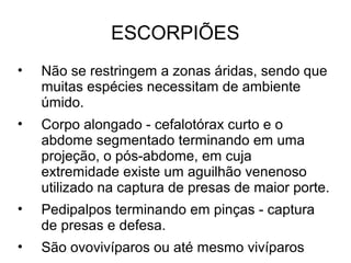 ESCORPIÕES
• Não se restringem a zonas áridas, sendo que
muitas espécies necessitam de ambiente
úmido.
• Corpo alongado - cefalotórax curto e o
abdome segmentado terminando em uma
projeção, o pós-abdome, em cuja
extremidade existe um aguilhão venenoso
utilizado na captura de presas de maior porte.
• Pedipalpos terminando em pinças - captura
de presas e defesa.
• São ovovivíparos ou até mesmo vivíparos
 