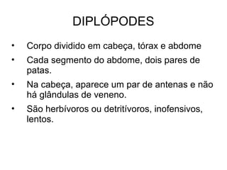 DIPLÓPODES
• Corpo dividido em cabeça, tórax e abdome
• Cada segmento do abdome, dois pares de
patas.
• Na cabeça, aparece um par de antenas e não
há glândulas de veneno.
• São herbívoros ou detritívoros, inofensivos,
lentos.
 