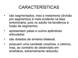 CARACTERÍSTICAS
• são segmentados, mas a metameria (divisão
por segmentos) é mais evidente na fase
embrionária, pois no adulto há tendência à
fusão de segmentos
• apresentam patas e outros apêndices
articulados
• são dotados de simetria bilateral;
• possuem uma cavidade corpórea, o celoma,
mas, ao contrário do observado em
anelídeos, extremamente reduzido;
 