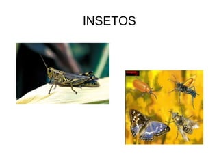INSETOS
 