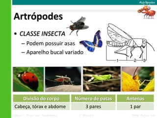 Artrópodes 
Artrópodes 
• CLASSE INSECTA 
– Podem possuir asas 
– Aparelho bucal variado 
Divisão do corpo 
Cabeça, tórax e abdome 
Número de patas 
3 pares 
Antenas 
1 par 
Ciências – 7º ano Ens. Fundamental 3º Bimestre Profa. Rebeca Vale 
 