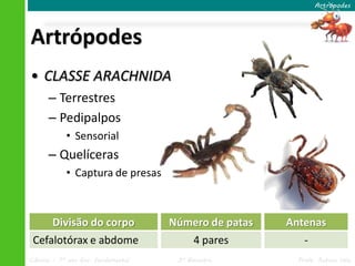 Artrópodes 
Artrópodes 
• CLASSE ARACHNIDA 
– Terrestres 
– Pedipalpos 
• Sensorial 
– Quelíceras 
• Captura de presas 
Divisão do corpo 
Cefalotórax e abdome 
Número de patas 
4 pares 
Antenas 
- 
Ciências – 7º ano Ens. Fundamental 3º Bimestre Profa. Rebeca Vale 
 