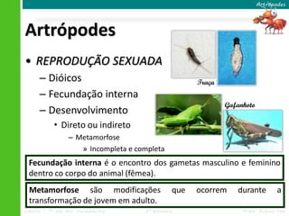 Artrópodes 
• REPRODUÇÃO SEXUADA 
– Dióicos 
– Fecundação interna 
– Desenvolvimento 
• Direto ou indireto 
– Metamorfose 
» Incompleta e completa 
Artrópodes 
Traça 
Gafanhoto 
Fecundação interna é o encontro dos gametas masculino e feminino 
dentro co corpo do animal (fêmea). 
Metamorfose são modificações que ocorrem durante a 
transformação de jovem em adulto. 
Ciências – 7º ano Ens. Fundamental 3º Bimestre Profa. Rebeca Vale 
 