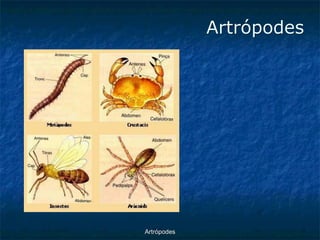 ArtrópodesArtrópodes  