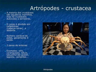 ArtrópodesArtrópodes -crustacea ■A maioria dos crustáceos são aquáticos marinhos, mas há crustáceos dulcícolas e terrestres. ■O corpo é dividido em cefalotórax (cabeça+tórax) e abdome. ■Número variável de patas, geralmente 5 pares. ■2 pares de antenas ■Exemplos: siris, caranguejos, tatuís, tatuzinho-de-jardim, lagosta, camarões...  