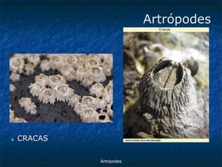 ArtrópodesArtrópodes ■CRACAS  