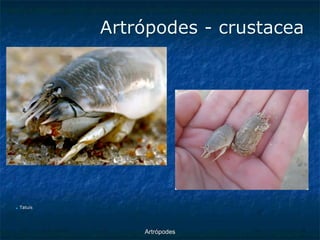 ArtrópodesArtrópodes -crustacea ■Tatuís  