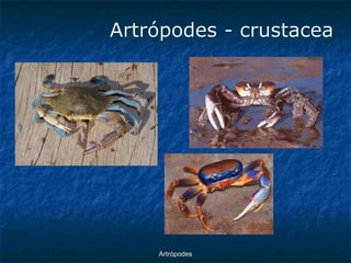 ArtrópodesArtrópodes -crustacea  