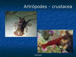 ArtrópodesArtrópodes -crustacea  