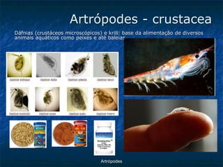 ArtrópodesArtrópodes -crustaceaDáfnias (crustáceos microscópicos) e krill: base da alimentação de diversos animais aquáticos como peixes e até baleias.  