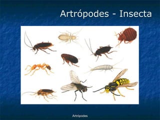 ArtrópodesArtrópodes -Insecta  