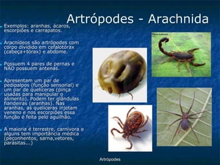 ArtrópodesArtrópodes -Arachnida ■Exemplos: aranhas, ácaros, escorpiões e carrapatos. ■Aracnídeos são artrópodes com corpo dividido em cefalotórax (cabeça+tórax) e abdome. ■Possuem 4 pares de pernas e NÃO possuem antenas. ■Apresentam um par de pedipalpos (função sensorial) e um par de quelíceras (pinça usadas para manipular o alimento). Podem ter glândulas fiandeiras (aranhas). Nas aranhas, as quelíceras injetam veneno e nos escorpiões essa função é feita pelo aguilhão. ■A maioria é terrestre, carnívora e alguns tem importância médica (peçonhentos, sarna,vetores, parasitas...)  