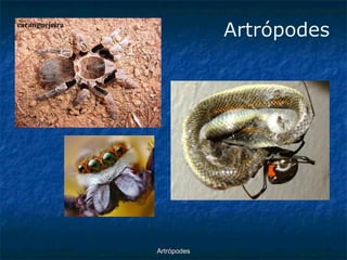 ArtrópodesArtrópodes  