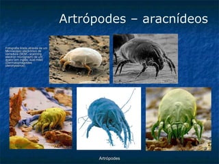 ArtrópodesArtrópodes –aracnídeos Fotografia tirada através de um Microscópio electrónico de varredura (SEM -scanning electron micrograph) de um ácaro (em inglês: dust mite) (Dermatophagoides pteronyssinus).  