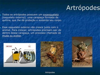 ArtrópodesArtrópodes ■Todos os artrópodes possuem um exoesqueleto(esqueleto externo), uma carapaça formada de quitina, que lhe dá proteção e sustenta seu corpo. ■Esse esqueleto externo não cresce junto com o animal. Para crescer, artrópodes precisam sair de dentro dessa carapaça, um processo chamado de muda ou ecdise.  