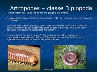 ArtrópodesArtrópodes –classe Diplopoda ■Representantes: Piolho-de-cobra ou gongolo ou embuá. ■Os diplópodes são animais de locomoção lenta, herbívoros e que se enrolam em espiral. ■Possuem um corpo cilíndrico, com 1 par de antenas curtas e 2 pares de patas locomotoras por segmento (que podem variar de 20 a 100). Não possuem estruturas inoculadoras de veneno. ■Esses animais habitam de preferência lugares úmidos, podem ser encontrados embaixo de pedras e folhas mortas ou dentro de troncos apodrecidos, alimentam-se de vegetais mortos.  