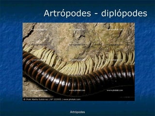 ArtrópodesArtrópodes -diplópodes  