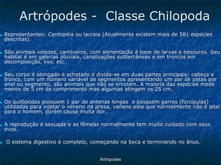 ArtrópodesArtrópodes -Classe Chilopoda ■Representantes: Centopéia ou lacraia (Atualmente existem mais de 581 espécies descritas). ■São animais velozes, carnívoros, com alimentação à base de larvas e besouros. Seu habitat é em galerias pluviais, canalizações subterrâneas e em troncos em decomposição, lixo, etc. ■Seu corpo é alongado e achatado e divide-se em duas partes principais: cabeça e tronco, com um número variável de segmentos apresentando um par de patas por anel ou segmento, são animais que não se enrolam. A maioria das espécies mede menos de 5 cm de comprimento mas algumas atingem os 25 cm. ■Os quilópodes possuem 1 par de antenas longas e possuem garras (forcípulas) utilizadas para injetar o veneno na presa, veneno este que normalmente não é letal para o homem, porém causa muita dor. ■A reprodução é sexuada e as fêmeas normalmente tem muito cuidado com seus ovos. ■O sistema digestivo é completo, começando na boca e terminando no ânus.  