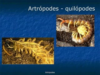 ArtrópodesArtrópodes -quilópodes  