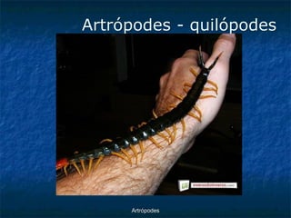 ArtrópodesArtrópodes -quilópodes  