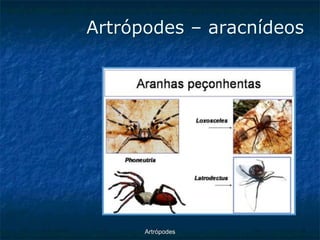ArtrópodesArtrópodes –aracnídeos  