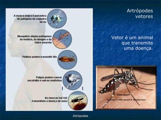 ArtrópodesArtrópodes vetores 
Vetor é um animal que transmite uma doença.  