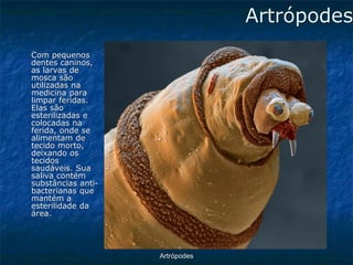 ArtrópodesCom pequenos dentes caninos, as larvas de mosca são utilizadas na medicina para limpar feridas. Elas são esterilizadas e colocadas na ferida, onde se alimentam de tecido morto, deixando os tecidos saudáveis. Sua saliva contém substâncias anti- bacterianas que mantém a esterilidade da área. Artrópodes  