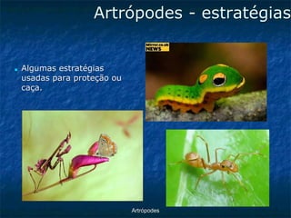 ArtrópodesArtrópodes -estratégias ■Algumas estratégias usadas para proteção ou caça.  