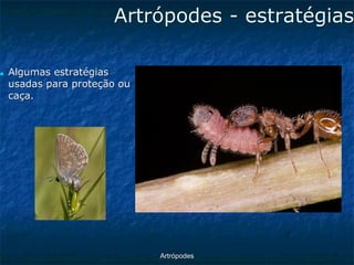 ArtrópodesArtrópodes -estratégias ■Algumas estratégias usadas para proteção ou caça.  