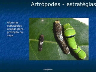 ArtrópodesArtrópodes -estratégias ■Algumas estratégias usadas para proteção ou caça.  