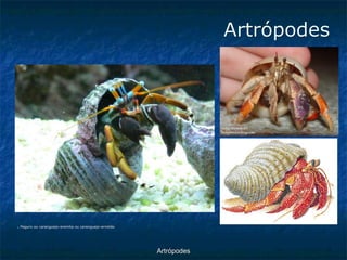 ArtrópodesArtrópodes ■Paguro ou caranguejo-eremita ou caranguejo-ermitão  