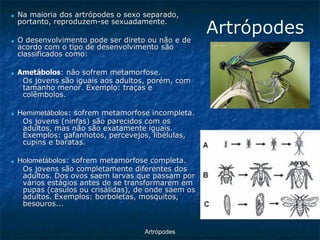 ArtrópodesArtrópodes ■Na maioria dos artrópodes o sexo separado, portanto, reproduzem-se sexuadamente. ■O desenvolvimento pode ser direto ou não e de acordo com o tipo de desenvolvimento são classificados como: ■Ametábolos: não sofrem metamorfose. Os jovens são iguais aos adultos, porém, com tamanho menor. Exemplo: traças e colêmbolos. ■Hemimetábolos: sofrem metamorfose incompleta. Os jovens (ninfas) são parecidos com os adultos, mas não são exatamente iguais. Exemplos: gafanhotos, percevejos, libélulas, cupins e baratas. ■Holometábolos: sofrem metamorfose completa. Os jovens são completamente diferentes dos adultos. Dos ovos saem larvas que passam por vários estágios antes de se transformarem em pupas (casulos ou crisálidas), de onde saem os adultos. Exemplos: borboletas, mosquitos, besouros...  