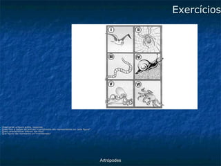 ArtrópodesExercícios ■Observando a figura acima, responda: ■Quais filos e classes de animais invertebrados são representados por cada figura? ■Quais características diferem tais filos? ■Qual figura não representa um invertebrado?  